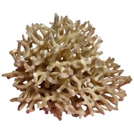 Vintage Piece Of Sea Coral