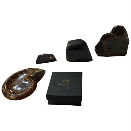 Assorted Fossilized Ammonite