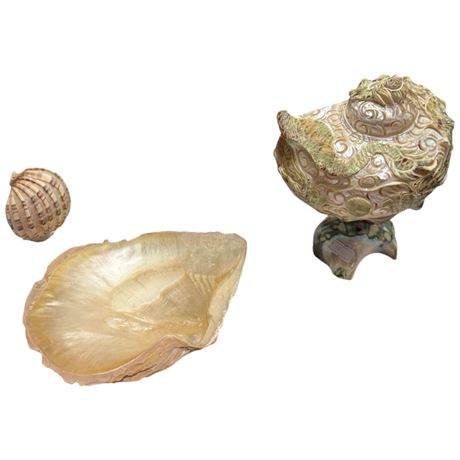 Sea Shell Collectibles, Lamp, Night Light, Tray