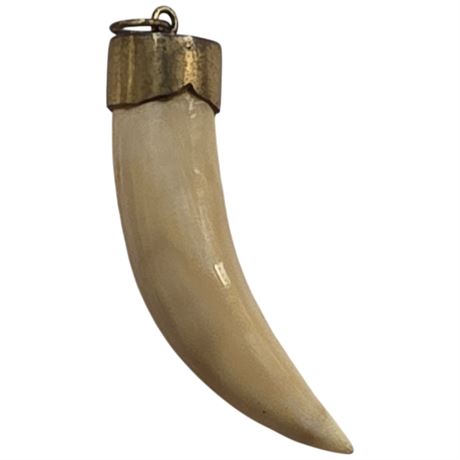 Curved Tooth Pendant With 9ct Gold Cap