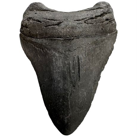 Fossil Megalodon Shark Tooth